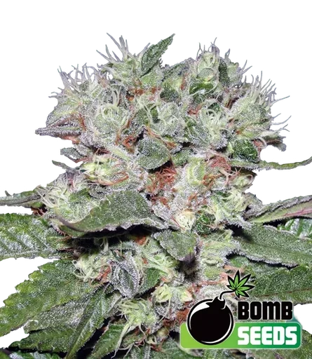 Bomb CBD
