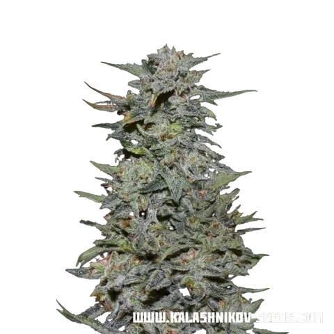 Boy Scout Cookies | PHOTOFEM | Kalashnikov Seeds