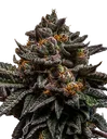 Braincake | PHOTOFEM | Ripper Seeds