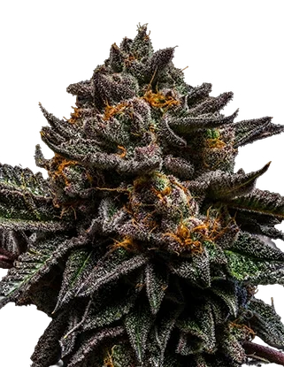 Braincake