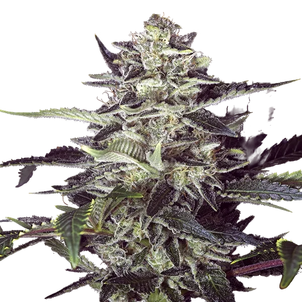 Brain Stroke Auto | AUTOFEM | High Speed Buds