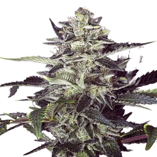 Brain Stroke Auto
