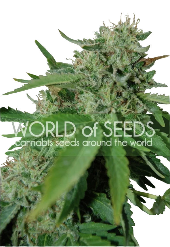 Brazil Amazonia | PHOTOFEM | World of Seeds