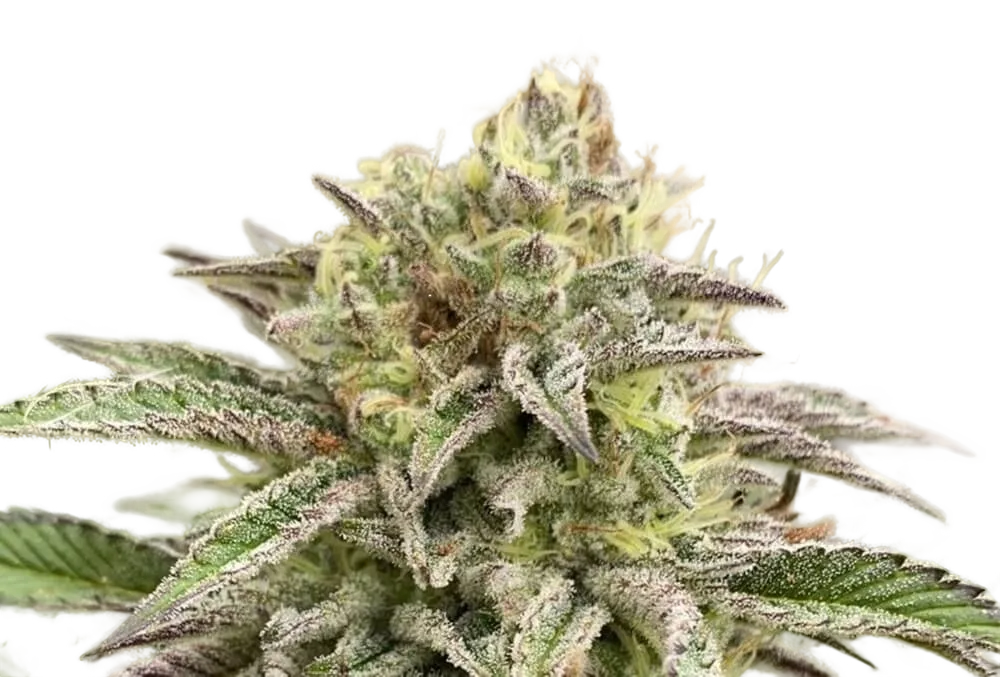 Break-Up Cake Auto | AUTOFEM | Kannabia Seeds