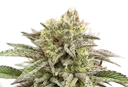 Break-Up Cake Auto | AUTOFEM | Kannabia Seeds