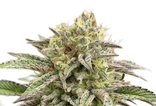 Break-Up Cake Auto
