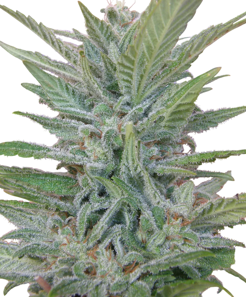 Brooklyn Mango | PHOTOFEM | Dr. Underground