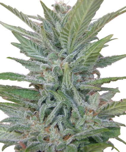 Brooklyn Mango