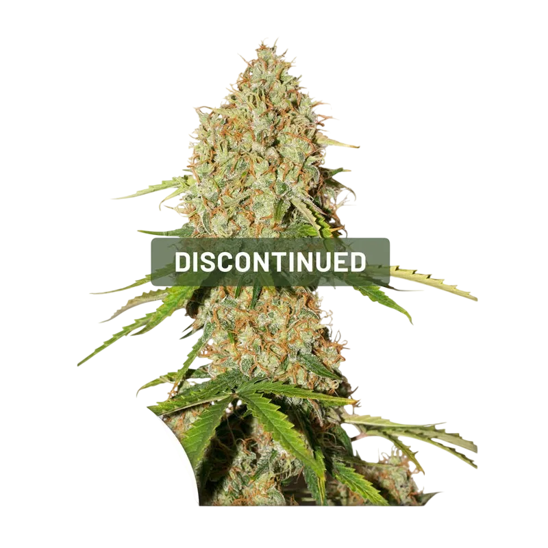 Brooklyn Sunrise Auto | AUTOFEM | Dutch Passion