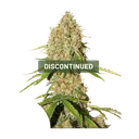 Brooklyn Sunrise Auto | AUTOFEM | Dutch Passion