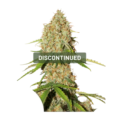 Brooklyn Sunrise Auto | AUTOFEM | Dutch Passion