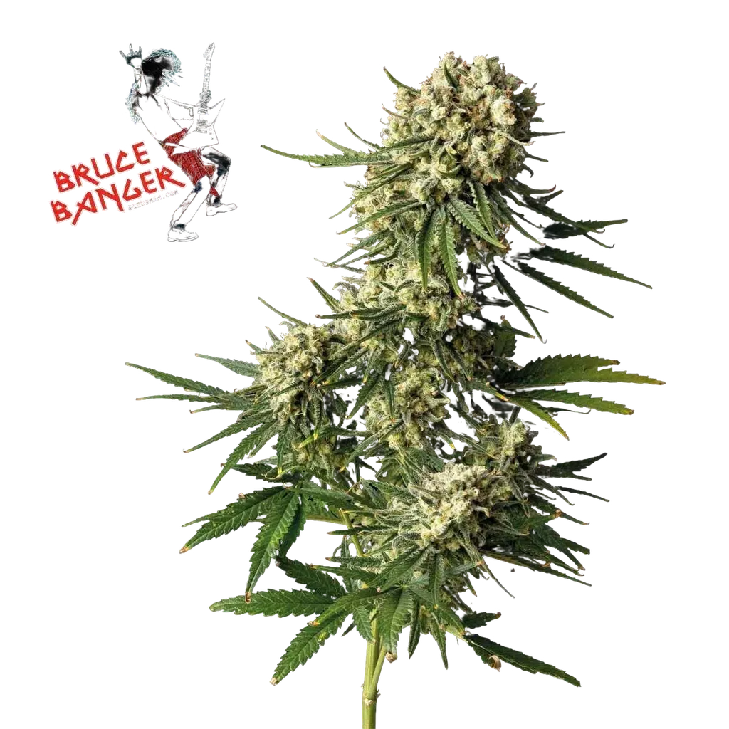 Bruce Banger | PHOTOFEM | Seedsman