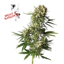 Bruce Banger | PHOTOFEM | Seedsman
