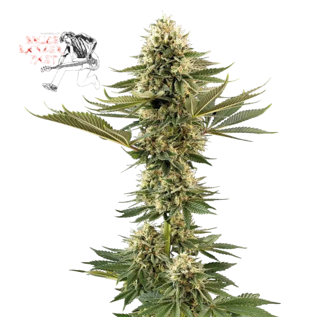 Bruce Banger Fast | PHOTOFEM | Seedsman
