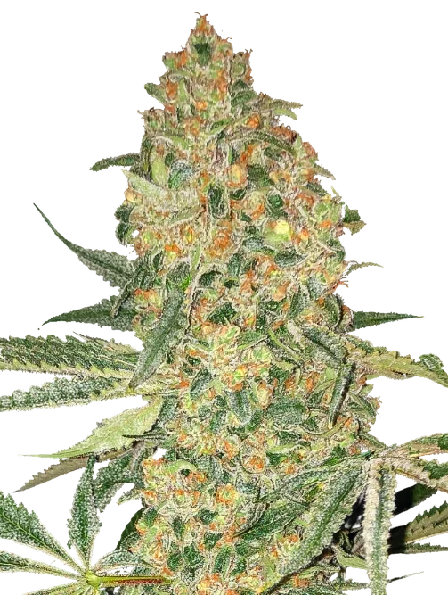 Bruce Banner | PHOTOFEM | Advanced Seeds