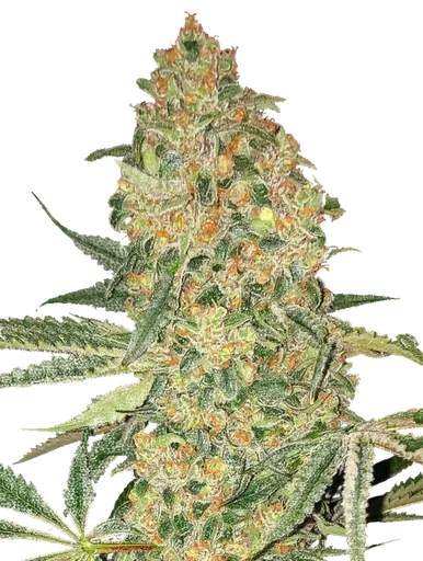 Bruce Banner
