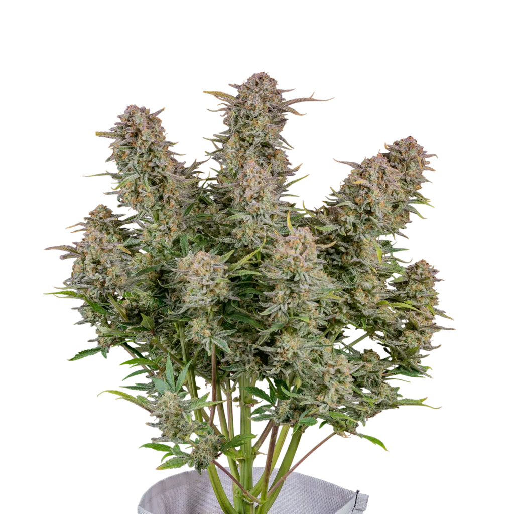 Bruce Banner Auto | AUTOFEM | Fast Buds