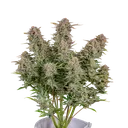 Bruce Banner Auto | AUTOFEM | Fast Buds