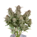 Bruce Banner Auto | AUTOFEM | Fast Buds