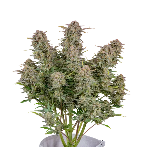 Bruce Banner Auto | AUTOFEM | Fast Buds