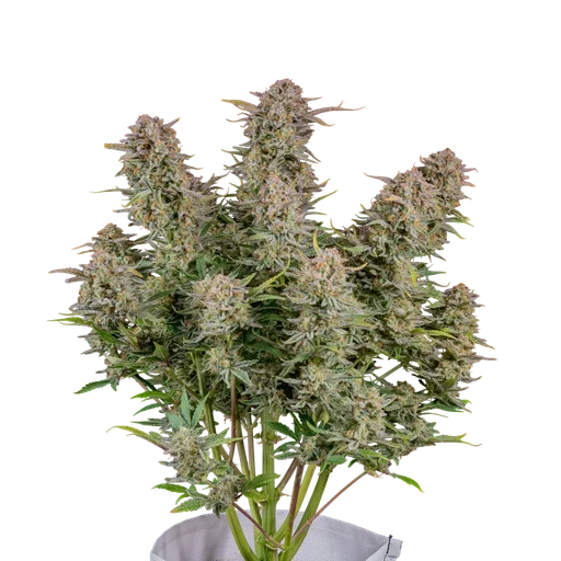 Bruce Banner Auto
