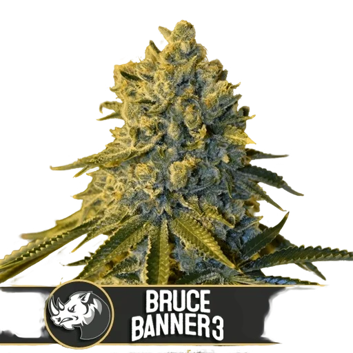Bruce Banner #3