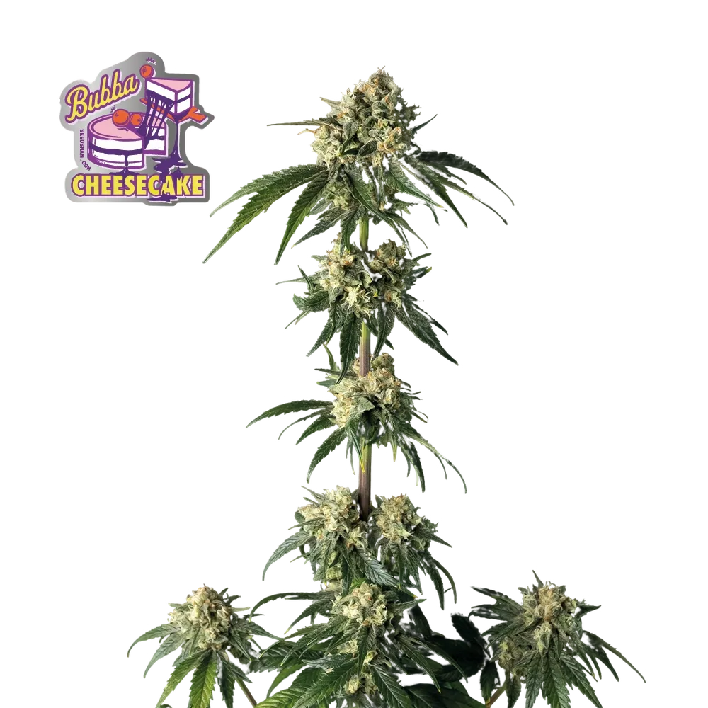 Bubba Cheesecake | PHOTOFEM | Seedsman