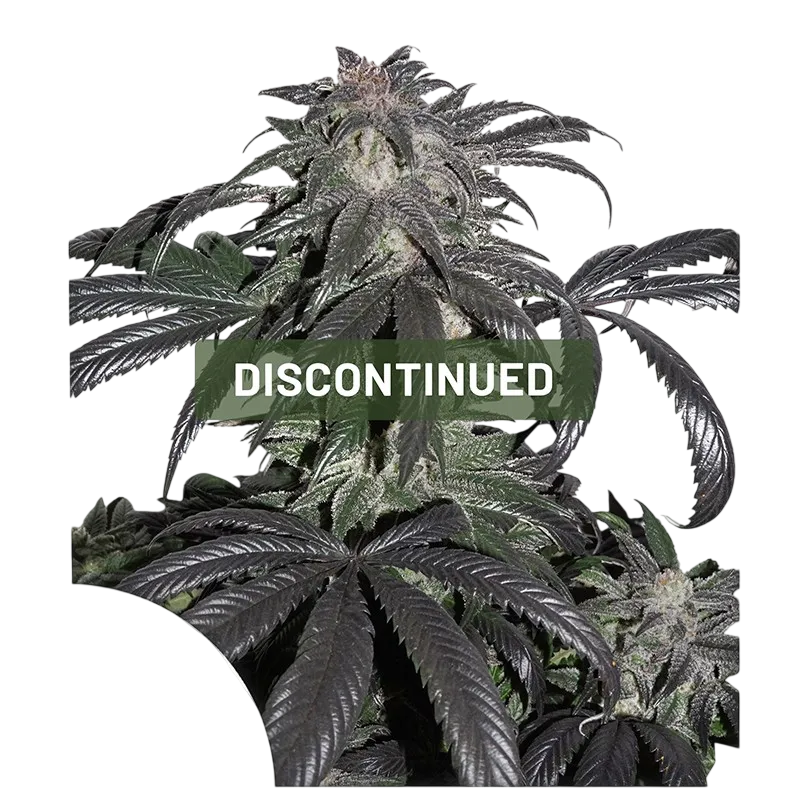 Bubba Island Kush | PHOTOFEM | Dutch Passion