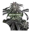Bubba Island Kush | PHOTOFEM | Dutch Passion