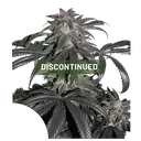 Bubba Island Kush | PHOTOFEM | Dutch Passion