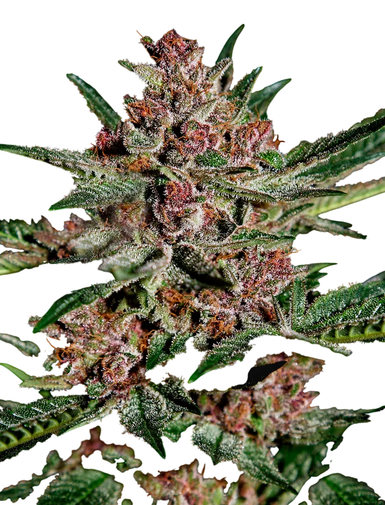 Bubba Kush | PHOTOFEM | Greenhouse Seed Co.