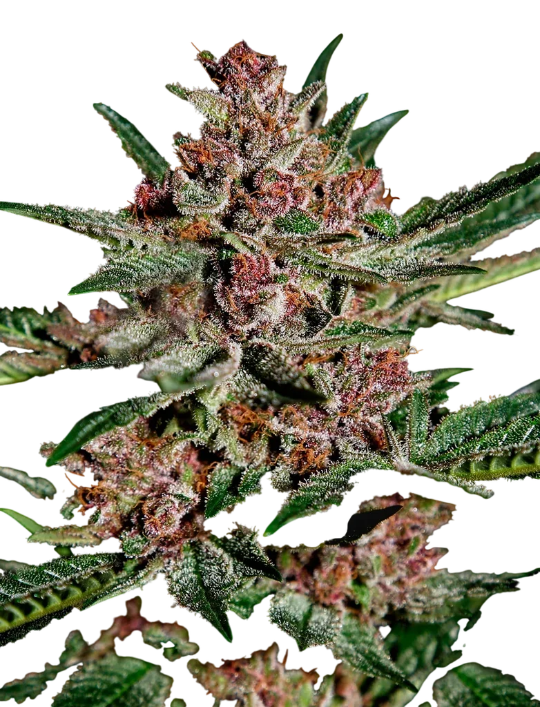 Bubba Kush | PHOTOFEM | Greenhouse Seed Co.