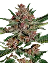 Bubba Kush | PHOTOFEM | Greenhouse Seed Co.