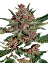 Bubba Kush | PHOTOFEM | Greenhouse Seed Co.