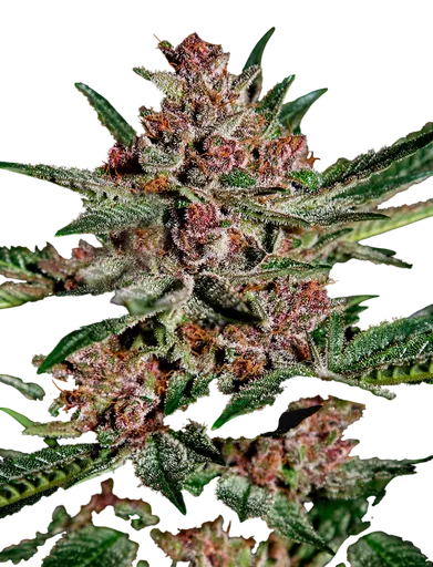 Bubba Kush