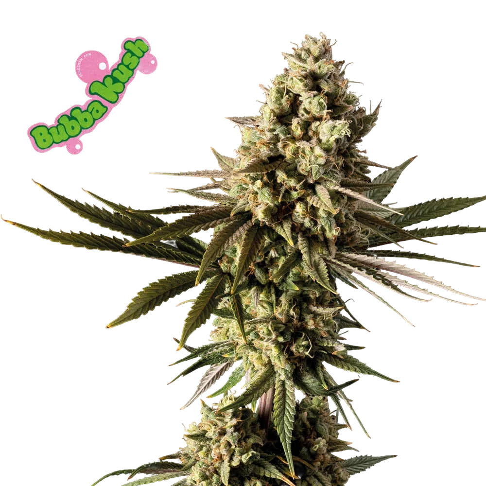 Bubba Kush | PHOTOFEM | Seedsman