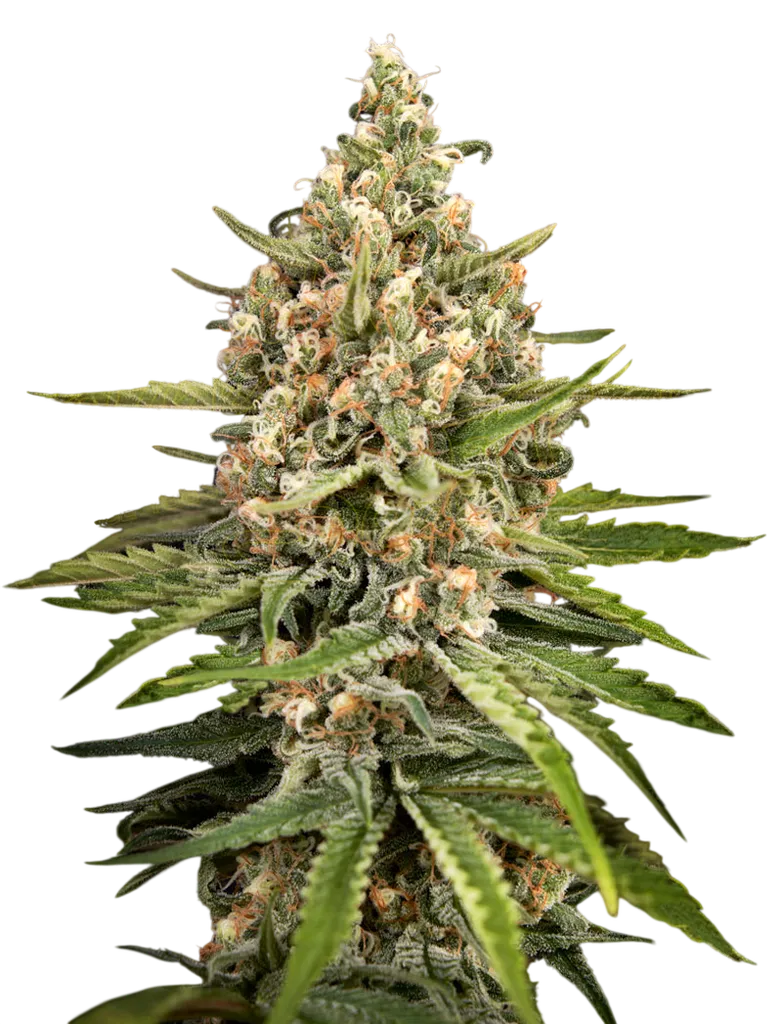 Bubba Slush | PHOTOFEM | Greenhouse Seed Co.