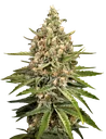 Bubba Slush | PHOTOFEM | Greenhouse Seed Co.