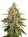 Bubba Slush | PHOTOFEM | Greenhouse Seed Co.
