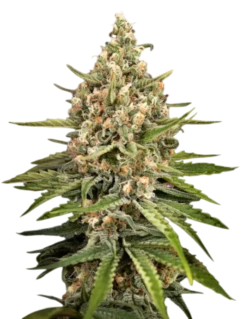Bubba Slush | PHOTOFEM | Greenhouse Seed Co.