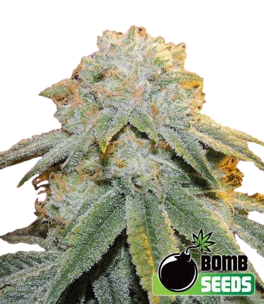 Bubble Bomb | PHOTOFEM | Bomb Seeds