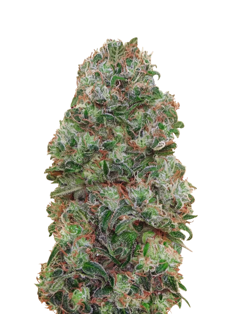Bubble Gum | PHOTOFEM | 00 Seeds