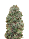 Bubble Gum | PHOTOFEM | 00 Seeds