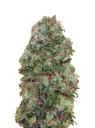 Bubble Gum | PHOTOFEM | 00 Seeds