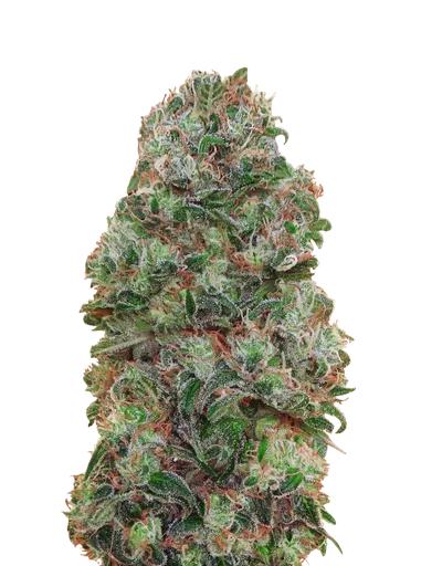 Bubble Gum | PHOTOFEM | 00 Seeds