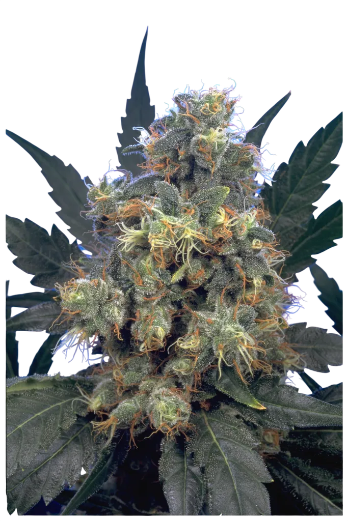 Bubble Gum | PHOTOFEM | Serious Seeds
