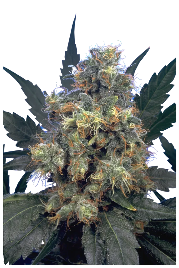 Bubble Gum | PHOTOFEM | Serious Seeds
