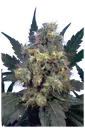 Bubble Gum | PHOTOFEM | Serious Seeds