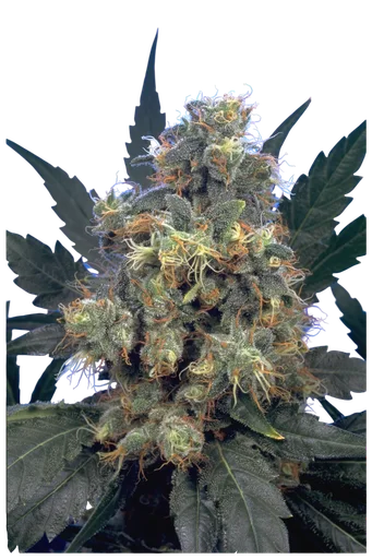 Bubble Gum