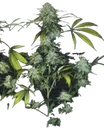 Bubble Gum | PHOTOFEM | T.H. Seeds
